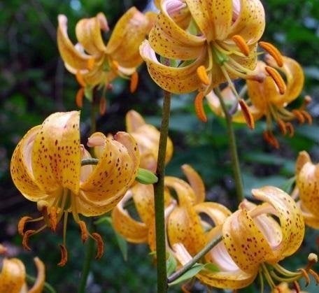 Lilium martagon 'TERRACE CITY' - Krollilja - LÖK