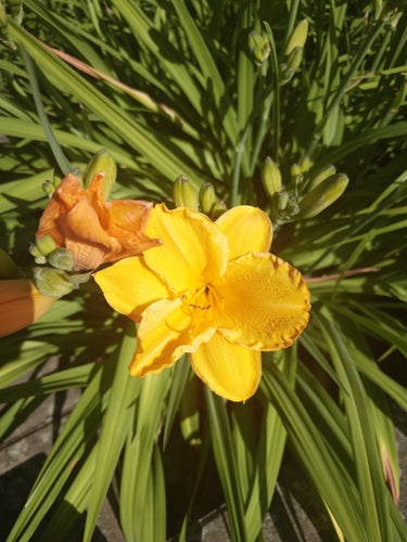3st små plantor Daglilja (Hemerocallis)