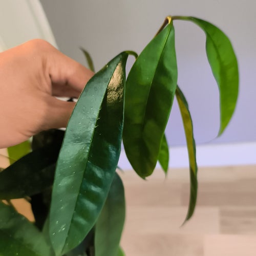 Hoya Thusthienhueensis orotad stickling