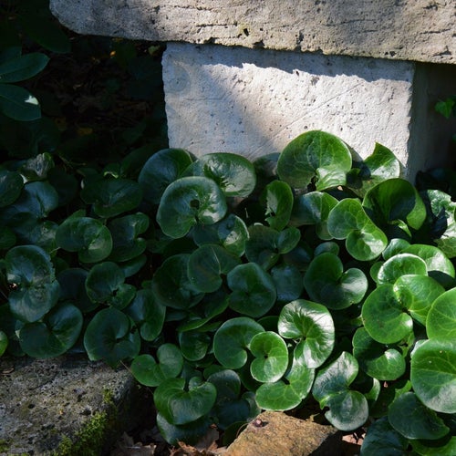 Hasselört Asarum Europeum trädgård
