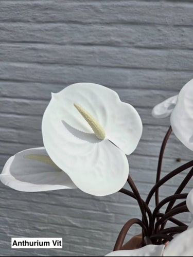 Konstgjorda blommor – Anthurium vit