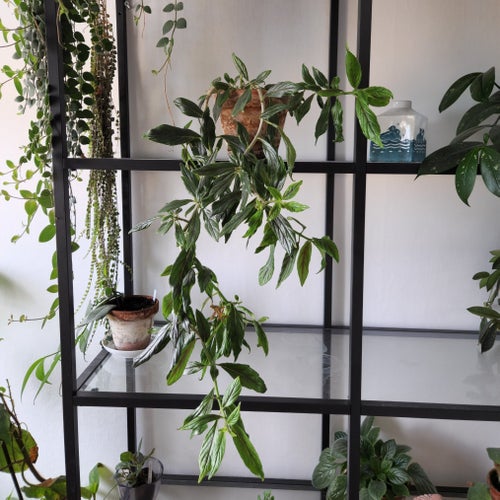 Pumagap, Columnea schiedeana - orotad stickling