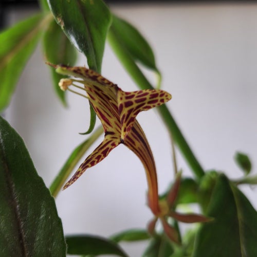 Pumagap, Columnea schiedeana - orotad stickling