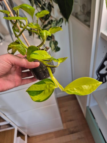 Epipremnum neon joy växt