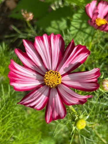 Rosenskära ”Velouette” 25 fröer