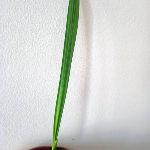 DADELL PALM - planta