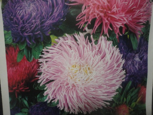 Aster " Kralen" 50 st frö