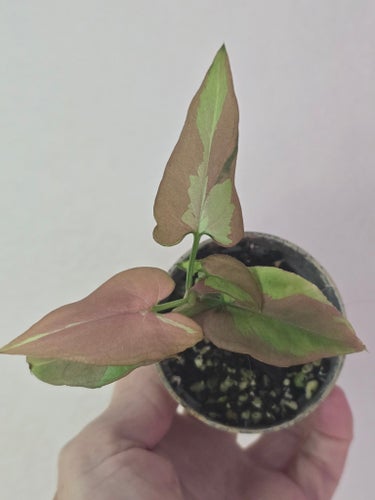 Syngonium podophyllum 'Orm Nagpum'
