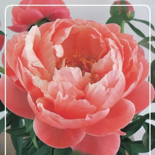 Pion 'Coral sunset' växt