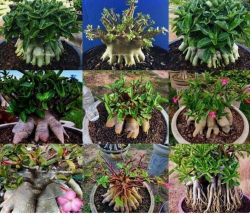 3 frö Adenium arabicum - Yakdum