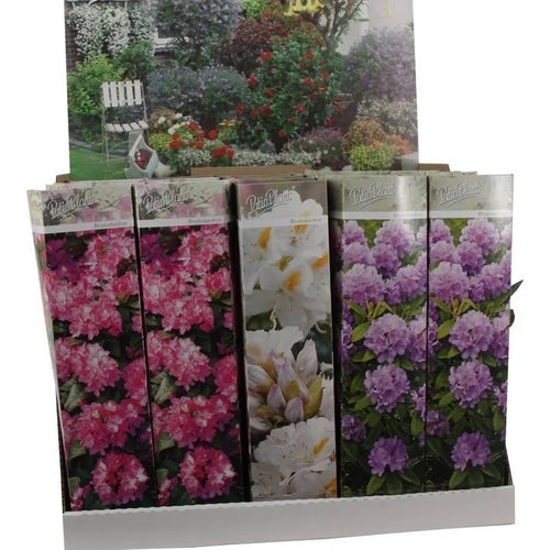Rhododendron Lila – Färgsprakande prakt för din trädgård!