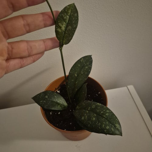 Hoya Crassipetiolata 'Splash'
