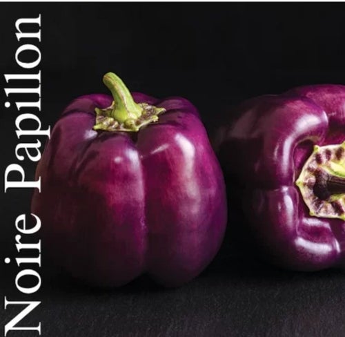 Mörkviolet paprika "Noire Papillon" 4 frön