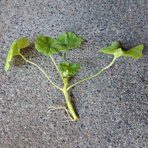 Mårbackapelargon stickling