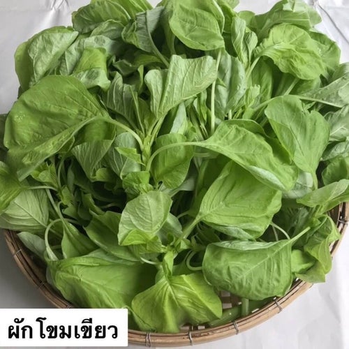 Thailändsk Amarant "Amaranth" (ca 100 frön)