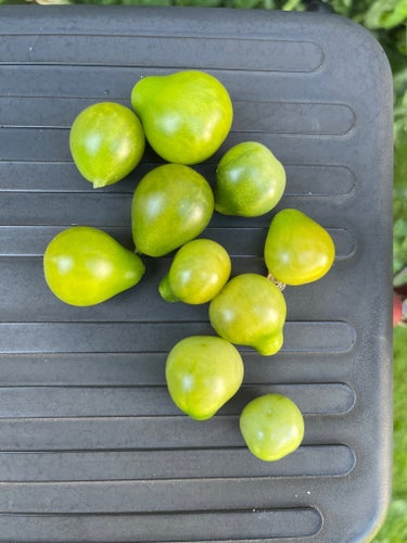 Grinch cherry Tomatfrön tomat frö Körsbärstomat