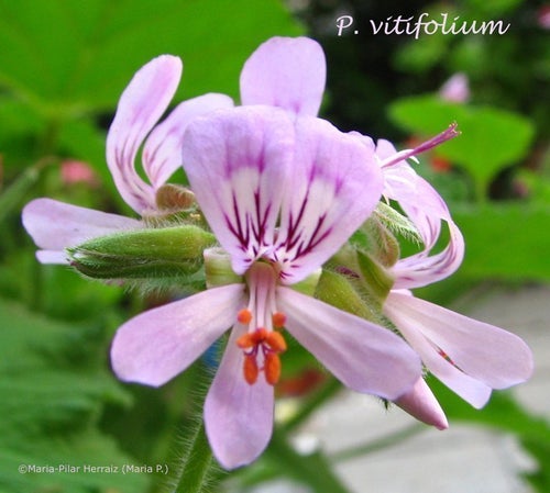 P. suburbanum, P. vinaceum och P. vitifolium. 5 st fröer av varje art