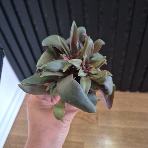 Crassula orbicularis
