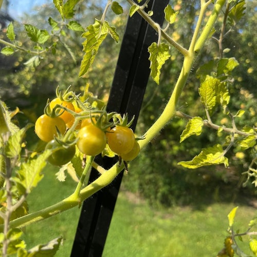 Champagne cherry Tomatfrön tomat frö Körsbärstomat