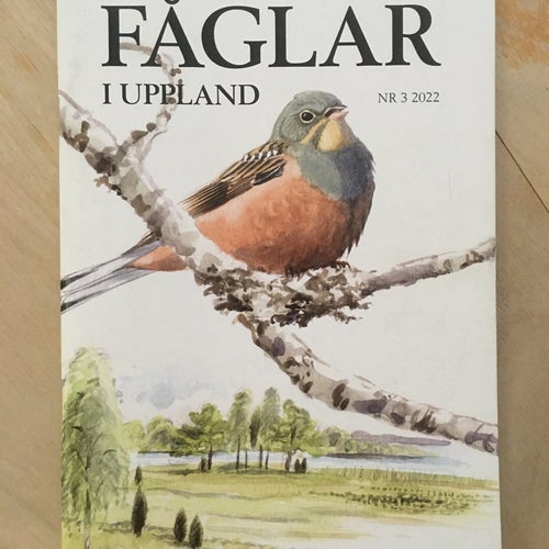 Fåglar i Uppland, Nr 3/2022