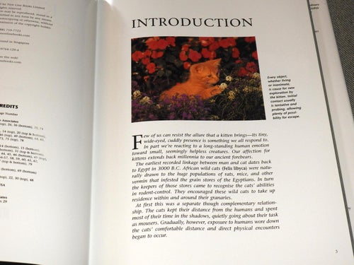 Kittens - A Portrait of the Animal World - English Hardback Book