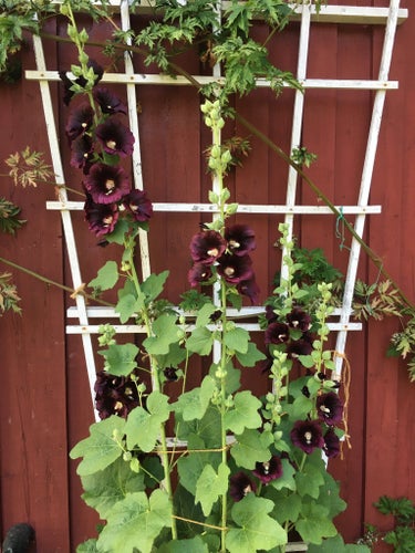 Stockros "Bordeaux" Mörk vinröd Sammet Svartröd Perenn 50 fröer frön