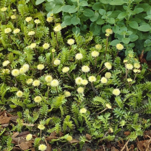Leptinella squalida, Krypkotula, ovanlig!