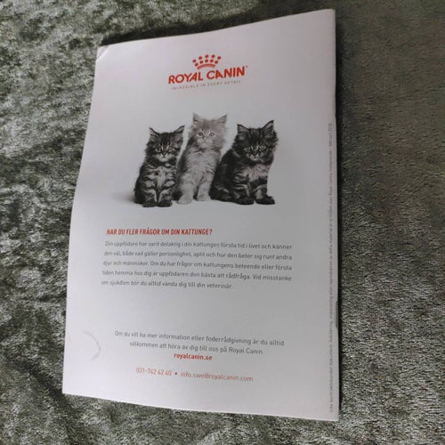 Kattungeguide