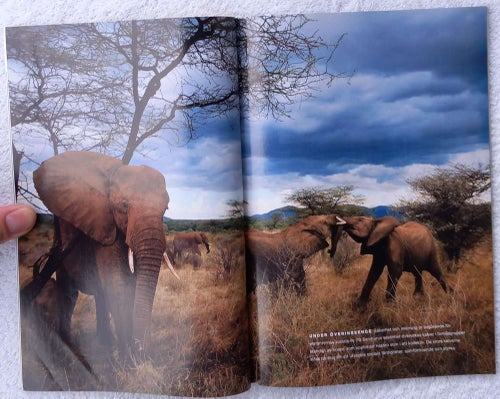 National geographic, 11/2008 – Kenyas elefanter, Saharas urtidsfolk, segelfiskar