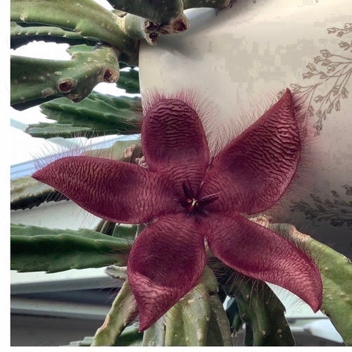 Asblomma 5 orotade skott stapelia grandiflora vinröd blomma grön blommande