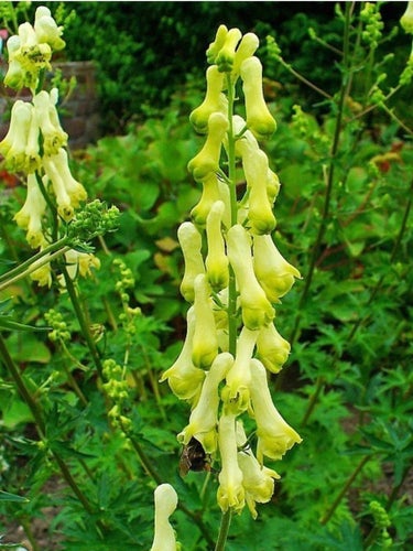 GUL STORMHATT Aconitum lycoctonum | wolfsbane