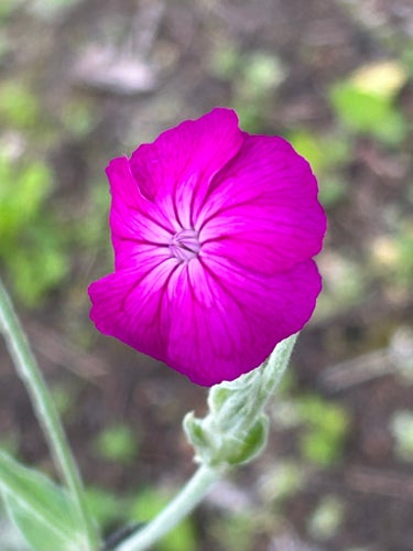 perenn purpurklätt