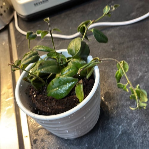 Hoya Carnosa stickling