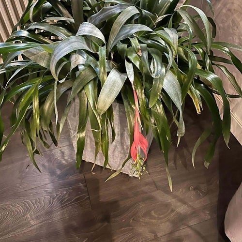 Skärmbillbergia / Billbergia Windii