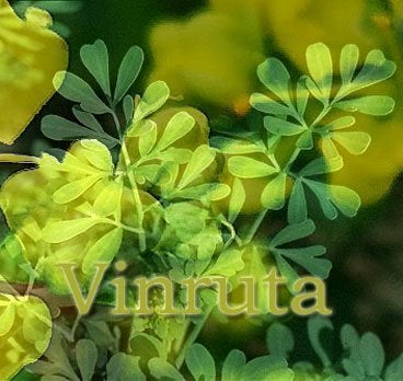 Vinruta - Ruta graveolens - färska sättfrön till peren- 1/2 tsk. Frakt ingår