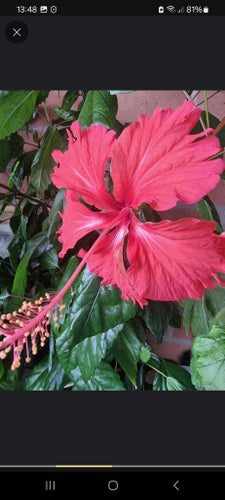 Tropisk Hibiskus planta -ren kunglighet i trädgården