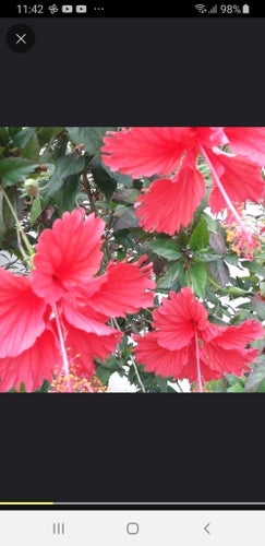 Tropisk Hibiskus planta -ren kunglighet i trädgården