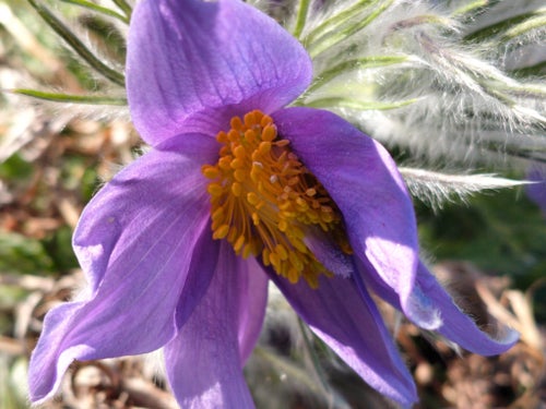Backsippa frön