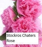 Stockros Chaters Rose 8