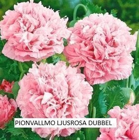 Pion Vallmo Ljusrosa Dubbel 60