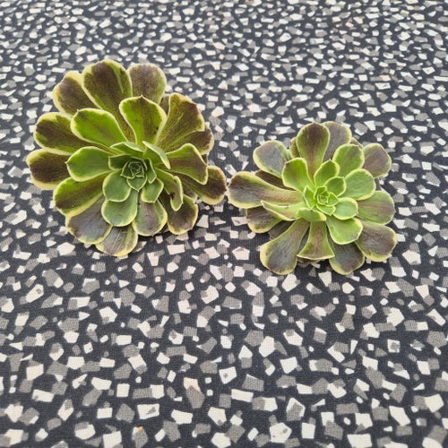 Aeonium Cinderella 2 sticklingar
