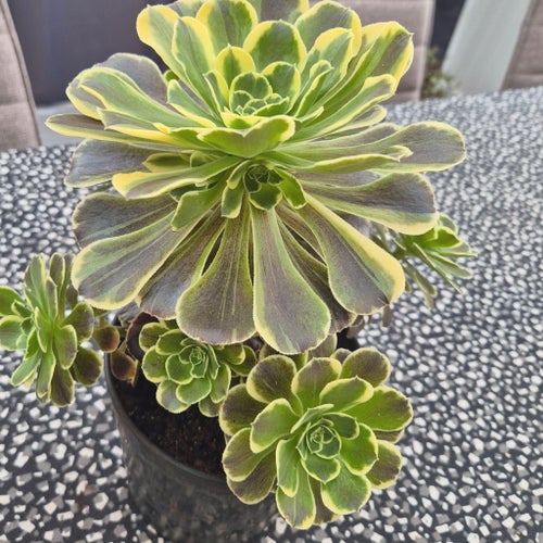 Aeonium Cinderella 2 sticklingar