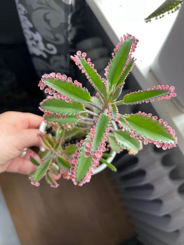 Ca 5st ”bebisar” Tusenmoder / Livsblad / Pink butterfly
