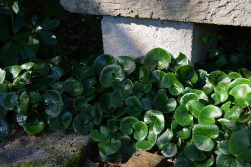 Hasselört Asarum Europeum trädgård