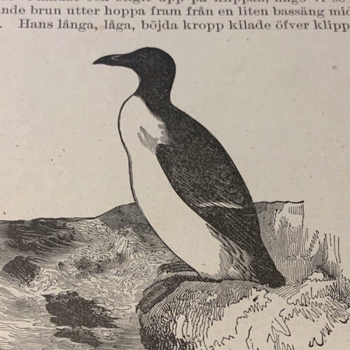 Träsnitt ”Tordmule” ur bok från 1901