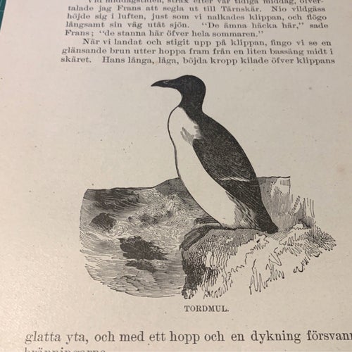 Träsnitt ”Tordmule” ur bok från 1901