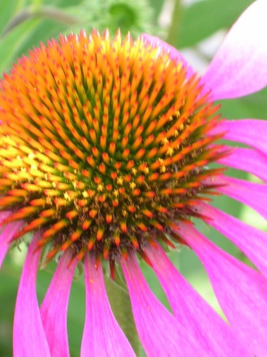 Röd solhatt frön (Echinacea purpurea) 1 tsk färska sättfrön. Frakt ingår