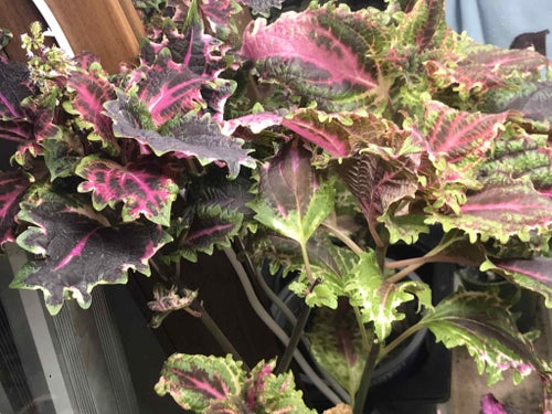 Palettblad Red Ruffles