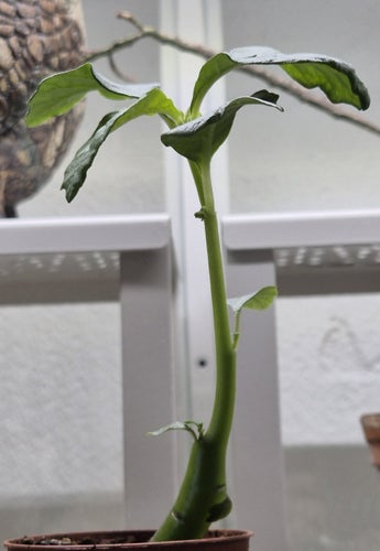 Dorstenia hildebrandtii, 1 planta