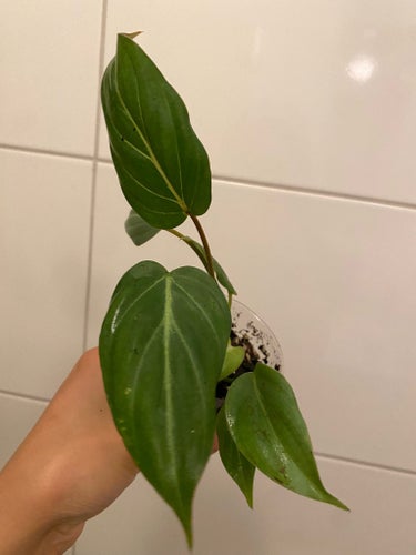Philodendron gloriosum
